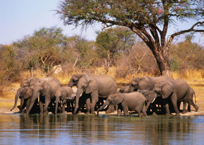 Hwange-waterhole-1 - Copy