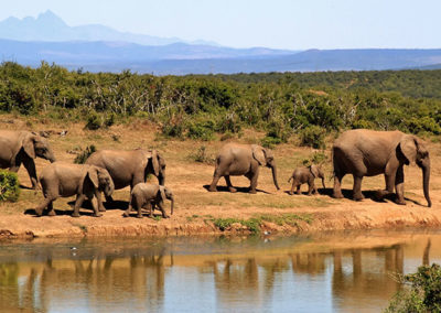 africa-african-animals-59989-(1) - Copy