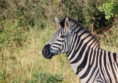 africa-animal-animal-photography-68162 - Copy