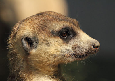 africa-animal-close-up-47366 - Copy