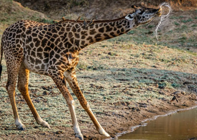 africa-animal-giraffe-1109905 - Copy