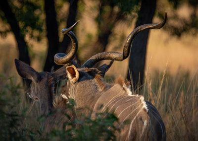 africa-animals-antelope-2340308 - Copy