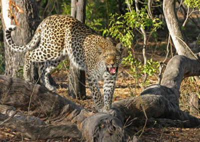 africa-botswana-cat-46790 - Copy