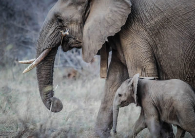 africa-elephant-calf-elephant-trunk-16066 - Copy