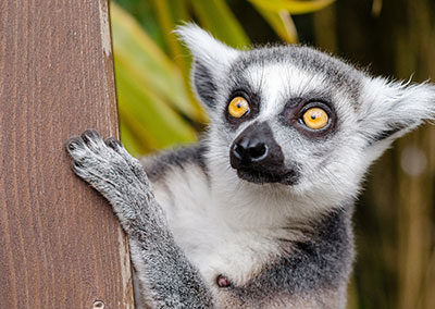 african-pride-bushbaby - Copy