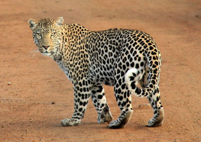 animal-leopard-predator-39857 - Copy